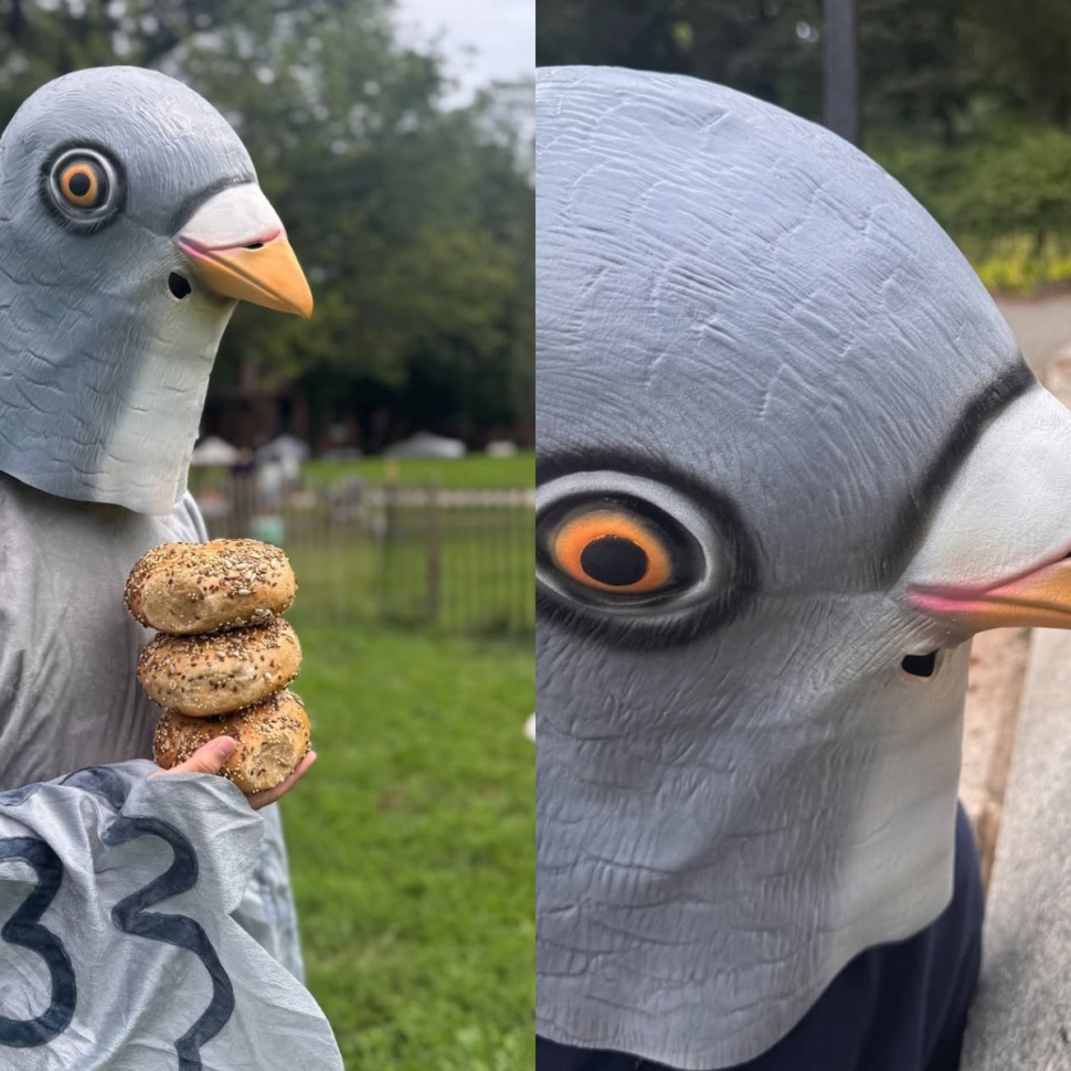 myrtle ave bagel pigeon